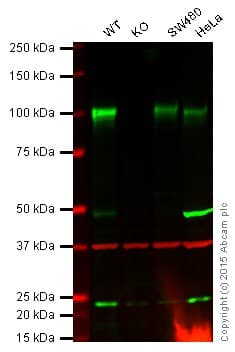 Anti-Sortilin/NT3 antibody [EPR15010] - BSA and Azide free(AB271955)