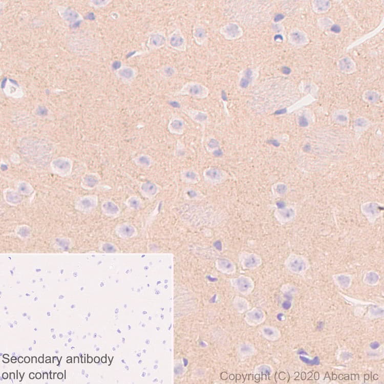 Anti-NPTX2 antibody [EPR24020-38] - BSA and Azide free(AB277533)