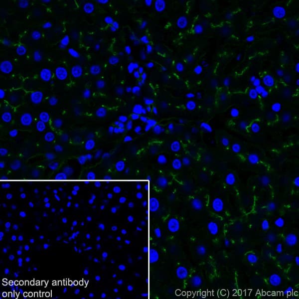 Anti-DPP4 antibody [EPR18215] - BSA and Azide free(AB232221)