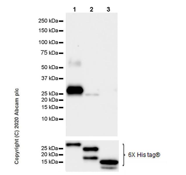 Anti-BRN3A antibody [EPR23257-285](AB245230)