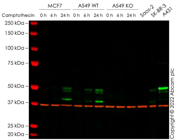 Anti-p53 antibody [DO-1] - ChIP Grade(AB1101)