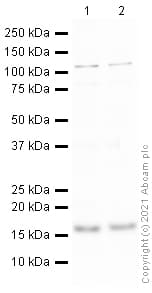 Anti-gamma H2A.X (phospho S139) antibody(AB2893)