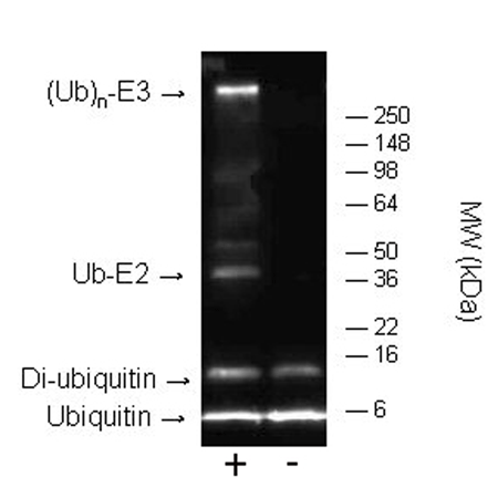 E3 Ligase Auto-Ubiquitylation Assay Kit(AB139469)