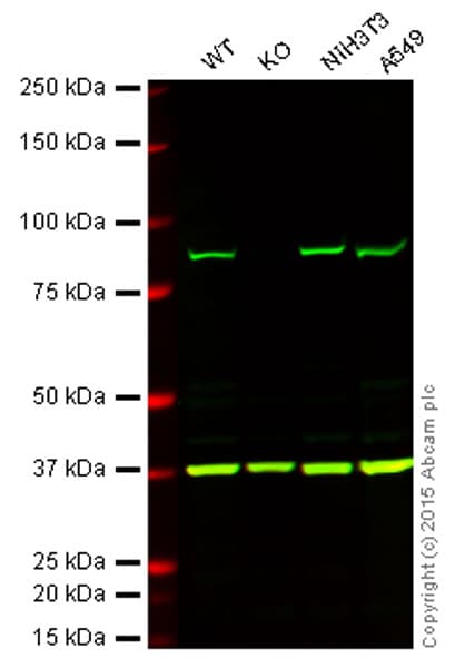 Anti-VPS35 antibody(AB10099)