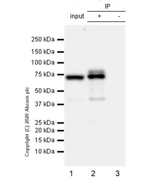 Anti-YTHDF2 antibody [EPR23544-19] - BSA and Azide free(AB275037)