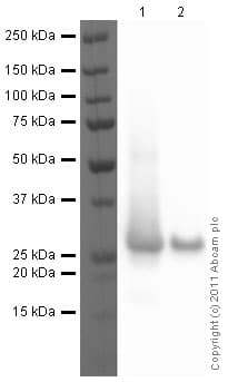 Park7 Dj1 Antibody Ab18257  Western Blot Img158203