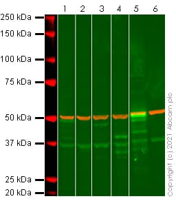 Anti-p53 antibody [DO-1] - ChIP Grade(AB1101)