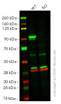 Anti-STAT3 antibody [EPR787Y](AB68153)