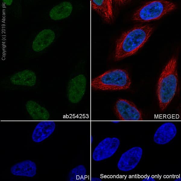 Anti-Bmi1 antibody [EPR22604-160] - ChIP Grade(ab254253)