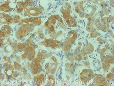 Anti-CYP2C9 antibody(ab4236)