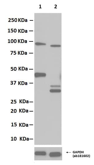 Caspase 9 Antibody E84 Bsa And Azide Free Ab247220  Western Blot Img60658
