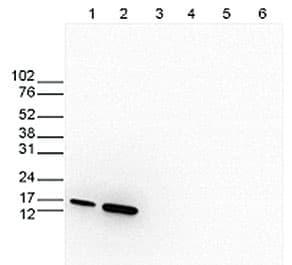 Anti-Histone H3 (tri methyl K27) antibody - ChIP Grade(AB195477)
