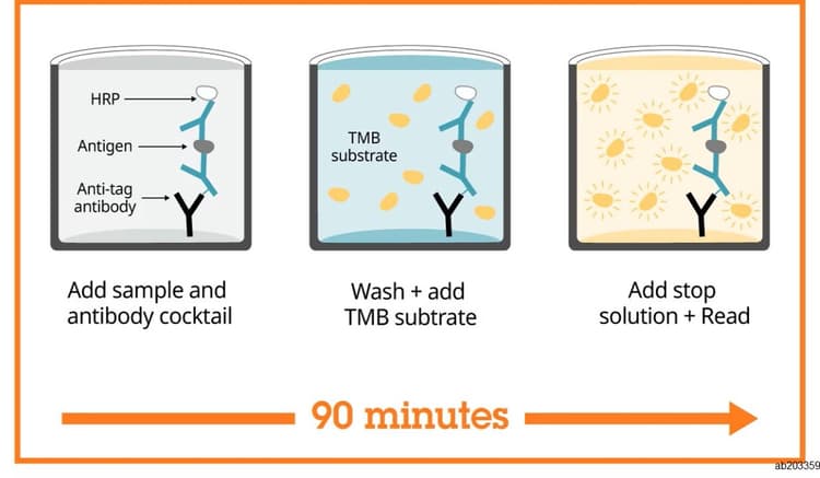 Pre-coated 384 well Microplate SimpleStep ELISA®(AB203359)
