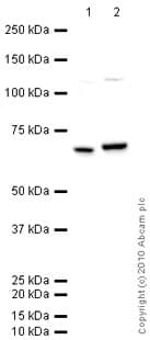 Anti-NF-kB p65 antibody(AB16502)