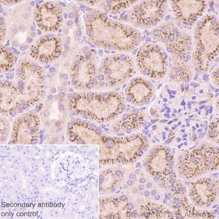 Cystatin C Antibody Epr4413 Ab109508  Immunohistochemistry Formalin Pfa Fixed Paraffin Embedded Sections Img400228