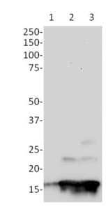 Human H2A.X (phospho S139) In-Cell ELISA Kit (IR)(AB131382)