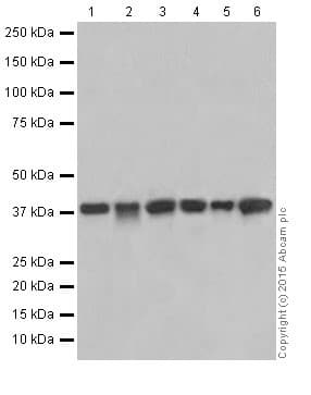 Anti-SIRT6 antibody [EPR18463](AB191385)