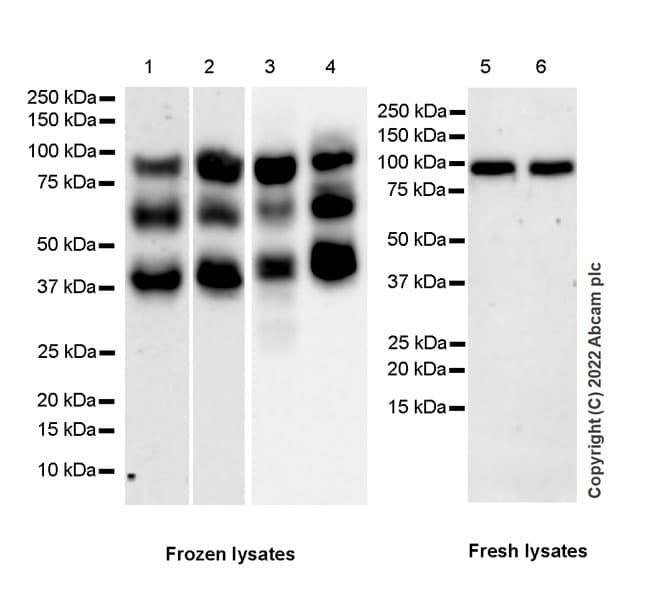Anti-SUZ12 antibody [EPR26230-82] - BSA and Azide free(AB307892)