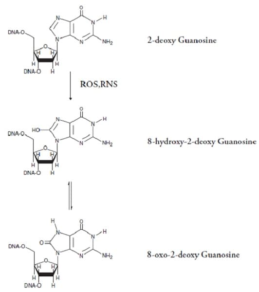 8-hydroxy 2 deoxyguanosine ELISA Kit(AB201734)