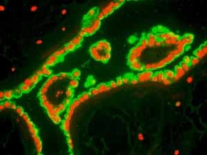 Anti-Cytokeratin 8 antibody [EP1628Y] - Cytoskeleton Marker(AB53280)