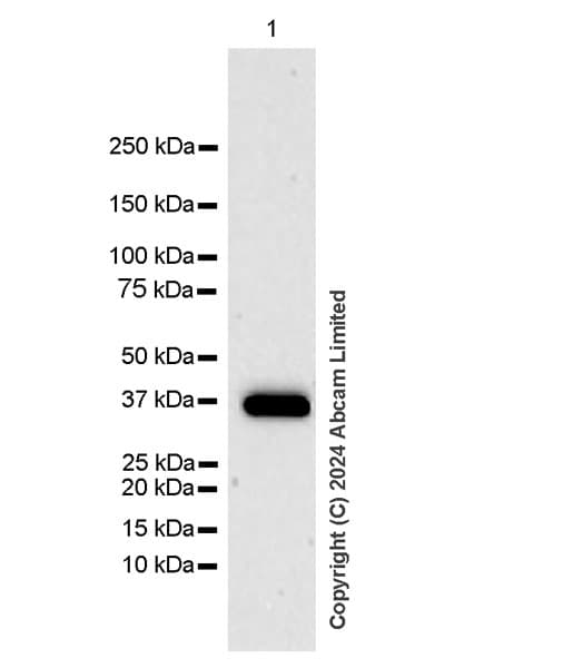 Atp6v0d2 Antibody Epr29173 521 Bsa And Azide Free Ab321810  Western Blot Img435519