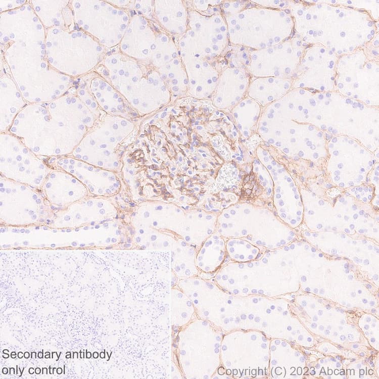 Anti-Heparan Sulfate Proteoglycan 2/Perlecan antibody [EPR28345-62] - BSA and Azide free(AB315241)