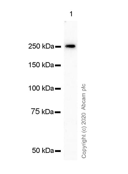 Anti-RNA polymerase II CTD repeat YSPTSPS antibody [1C7](ab252854)