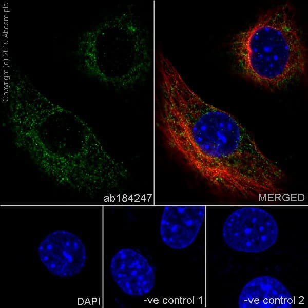 Anti-DRP1 antibody [EPR19274](AB184247)
