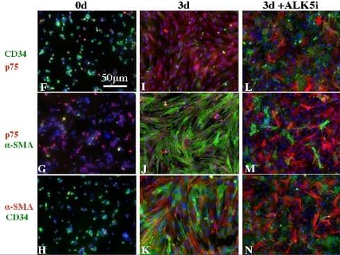 Anti-p75 NGF Receptor antibody [EP1039Y](AB52987)