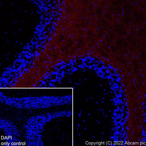 Alexa Fluor® 594 Anti-Myelin oligodendrocyte glycoprotein antibody [EPR22629-310](AB305372)