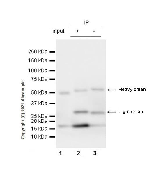 Anti-Iba1 antibody [EPR16589] - Rat IgG2a (Chimeric)(AB283346)