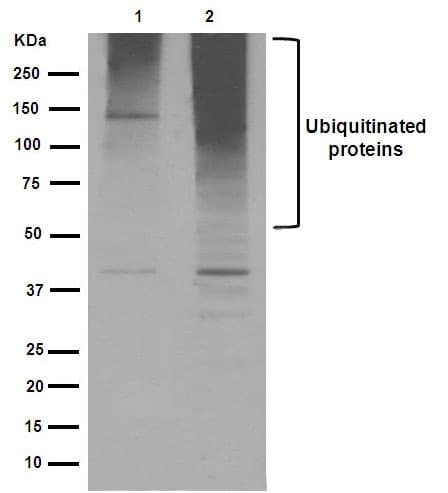 Anti-Ubiquitin (linkage-specific K48) antibody [EP8589](AB140601)