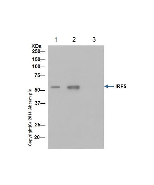 Anti-IRF5 antibody [EPR17067](AB181553)