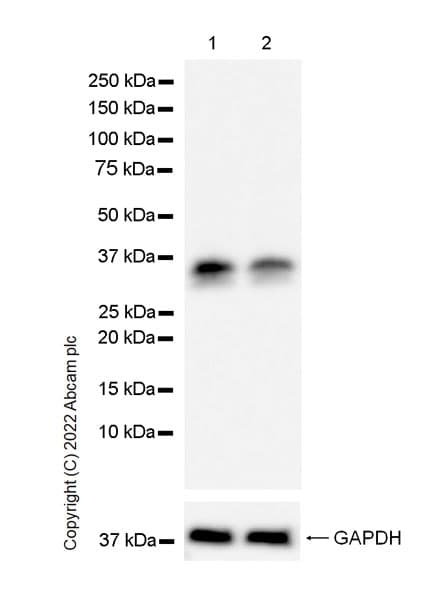 Pim1 Antibody Epr24447 39 Bsa And Azide Free Ab300454  Western Blot Img451874
