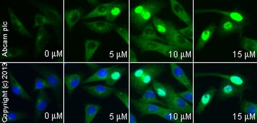 Anti-gamma H2A.X (phospho S139) antibody(AB2893)