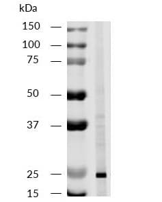 Anti-CD81 antibody [M38](AB79559)