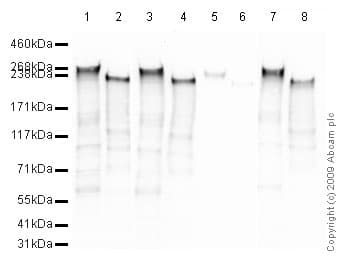 Anti-RNA polymerase II CTD repeat YSPTSPS (phospho S2) antibody(AB5095)