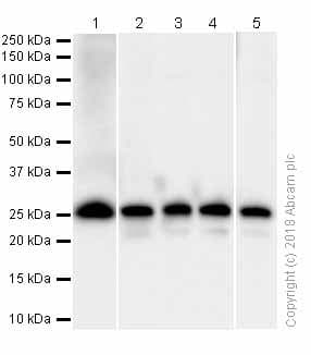 Goat Anti-Rabbit IgG H&L (HRP)(AB97051)