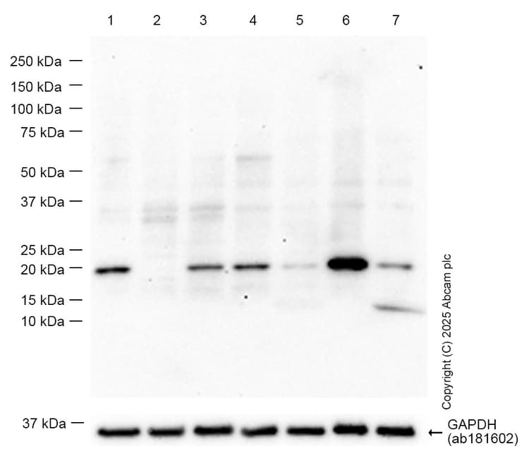 Anti-NRAS antibody [EPR25186-24](AB300431)