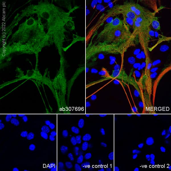 Aldh1l1 Antibody Epr25443 103 Astrocyte Marker Ab307696  Immunocytochemistry Immunofluorescence Img407615