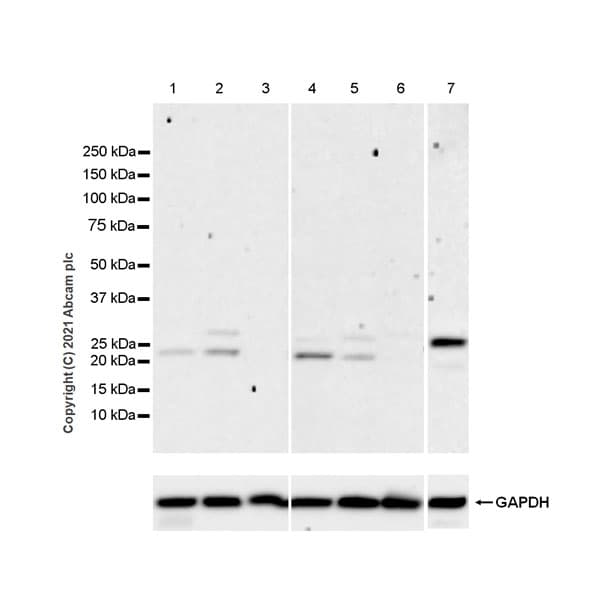 Socs3 Antibody Epr24090 74 Ab280884  Western Blot Img194