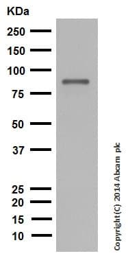 Anti-Dynein intermediate chain 1/DNAI1 antibody [EPR11244-61](AB171964)