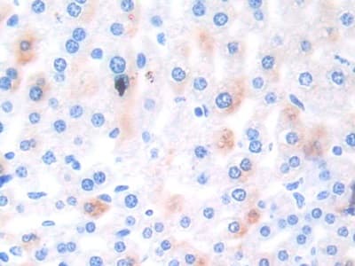 Ephrin A4 Antibody Ab232711  Immunohistochemistry Formalin Pfa Fixed Paraffin Embedded Sections Img46257