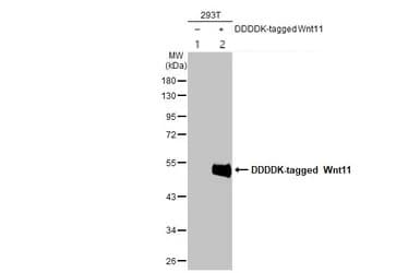 Wnt11 Antibody Ab96730  Western Blot Img449720