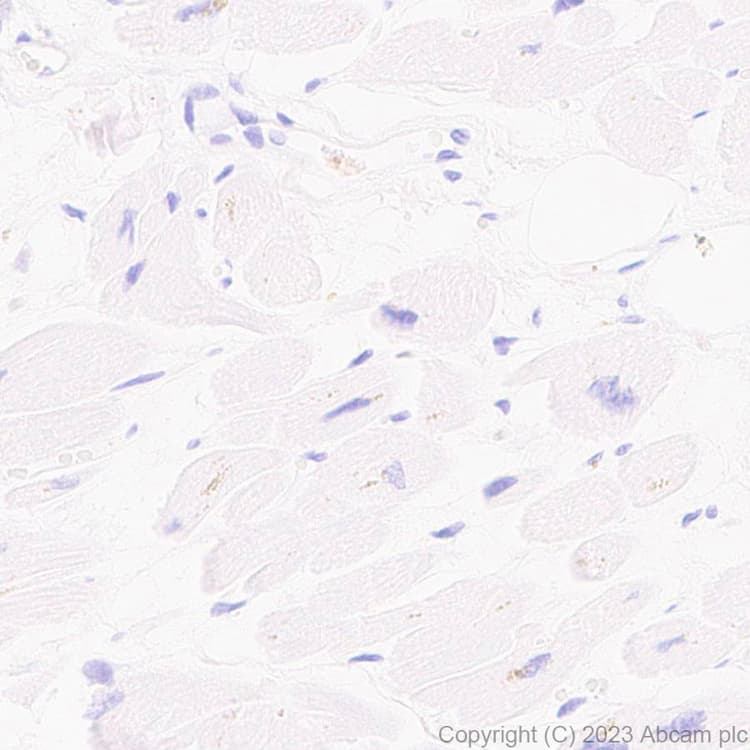 Anti-ECM Isoform 1 antibody [EPR25810-46] - BSA and Azide free(AB314894)