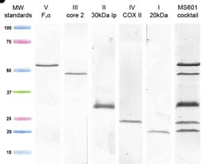 Total OXPHOS Human WB Antibody Cocktail(AB110411)