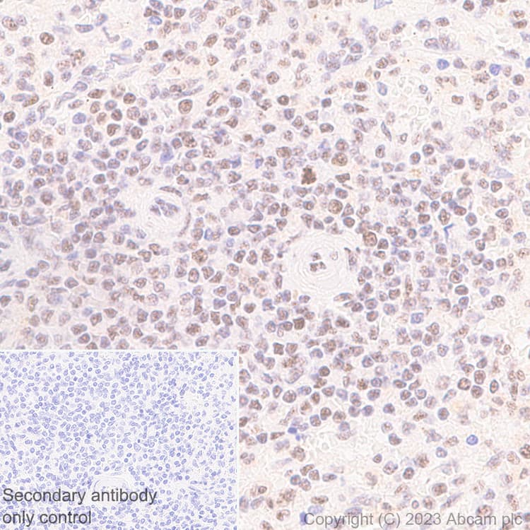 Anti-REST / NRSF antibody [EPR24988-29](AB315007)