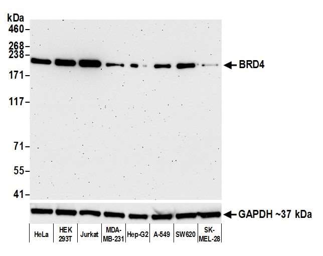 Anti-BRD4 antibody [BL-151-6F11] - BSA free(AB314054)