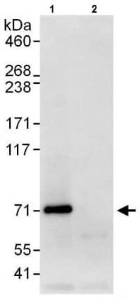 Anti-A-Raf antibody(AB225628)