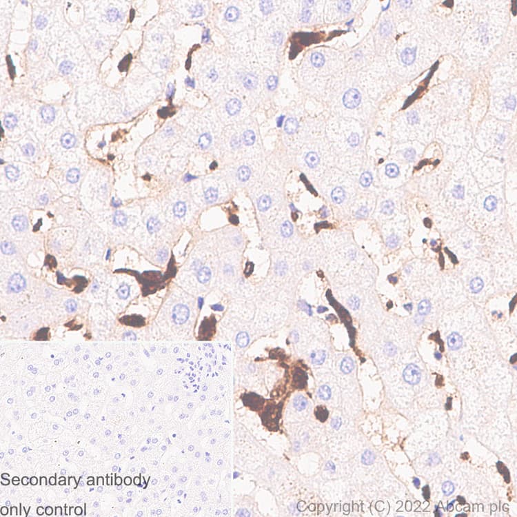 Anti-CD68 antibody [RM1031] - BSA and Azide free(ab303566)